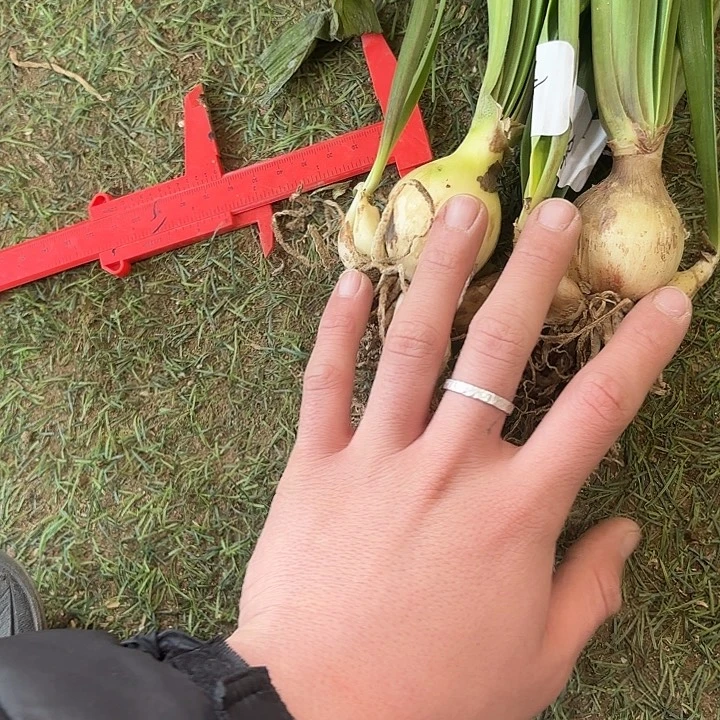 完全开放丽朵香妃2棵