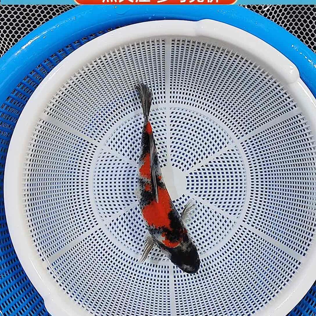 锦鲤绯墨互补 古典昭和