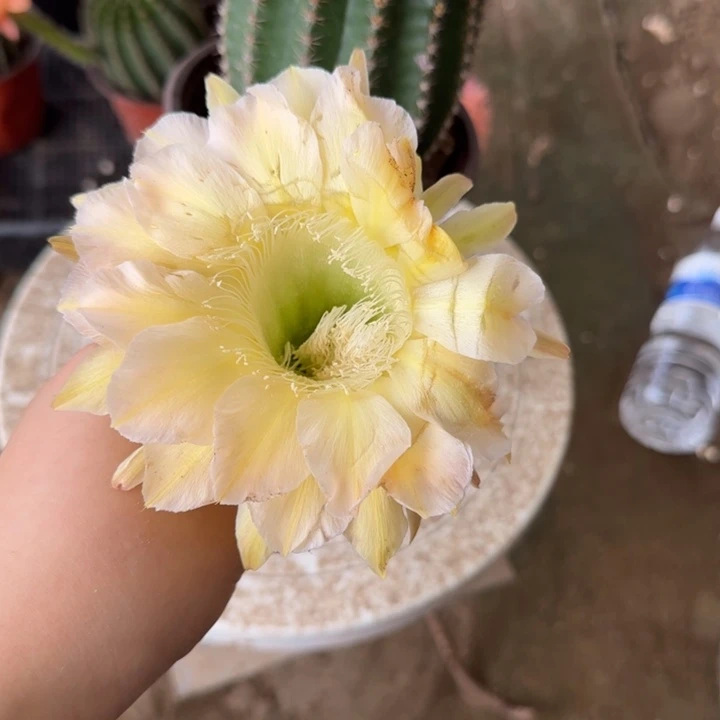 软***饭仙人球带根摘花117