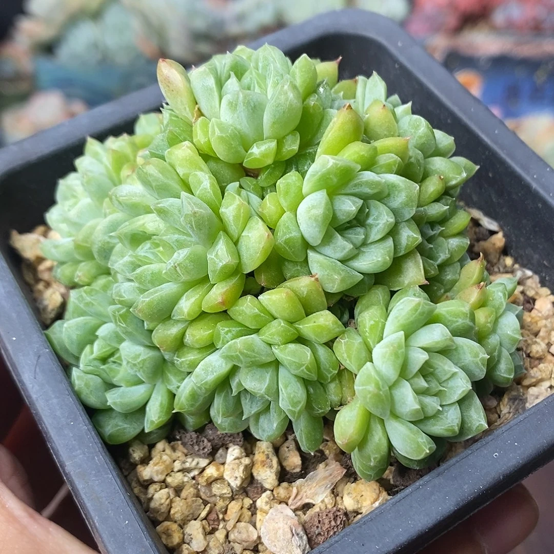 宝石群生无砍清棚