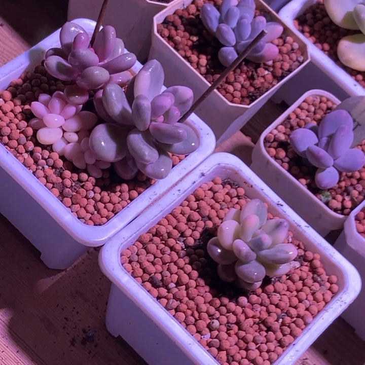 就***酱蛋黄奶酪锦多肉植物