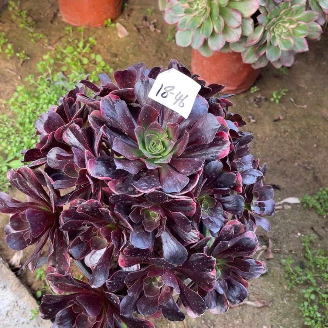 18-46爱神手捧多肉