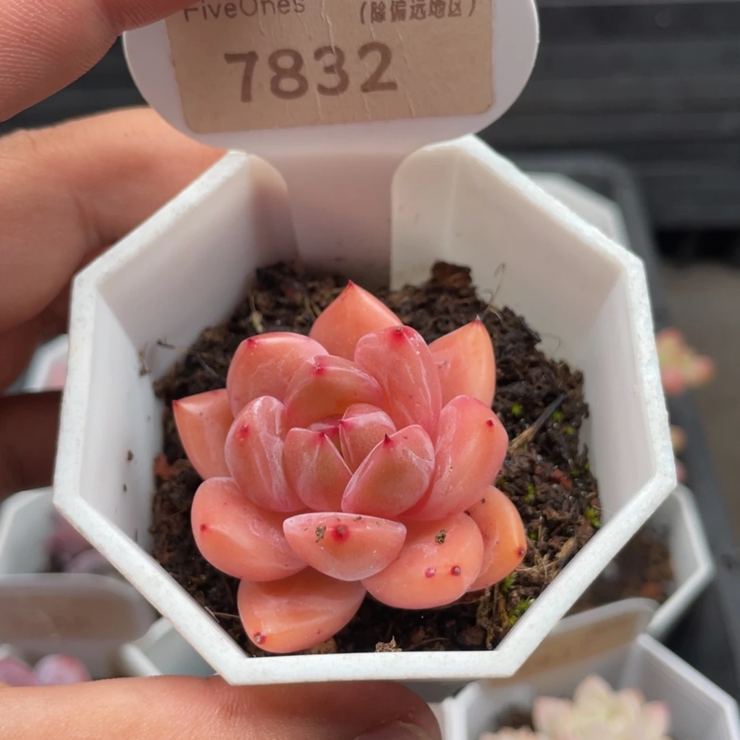 7832 Q橙 4.0厘米