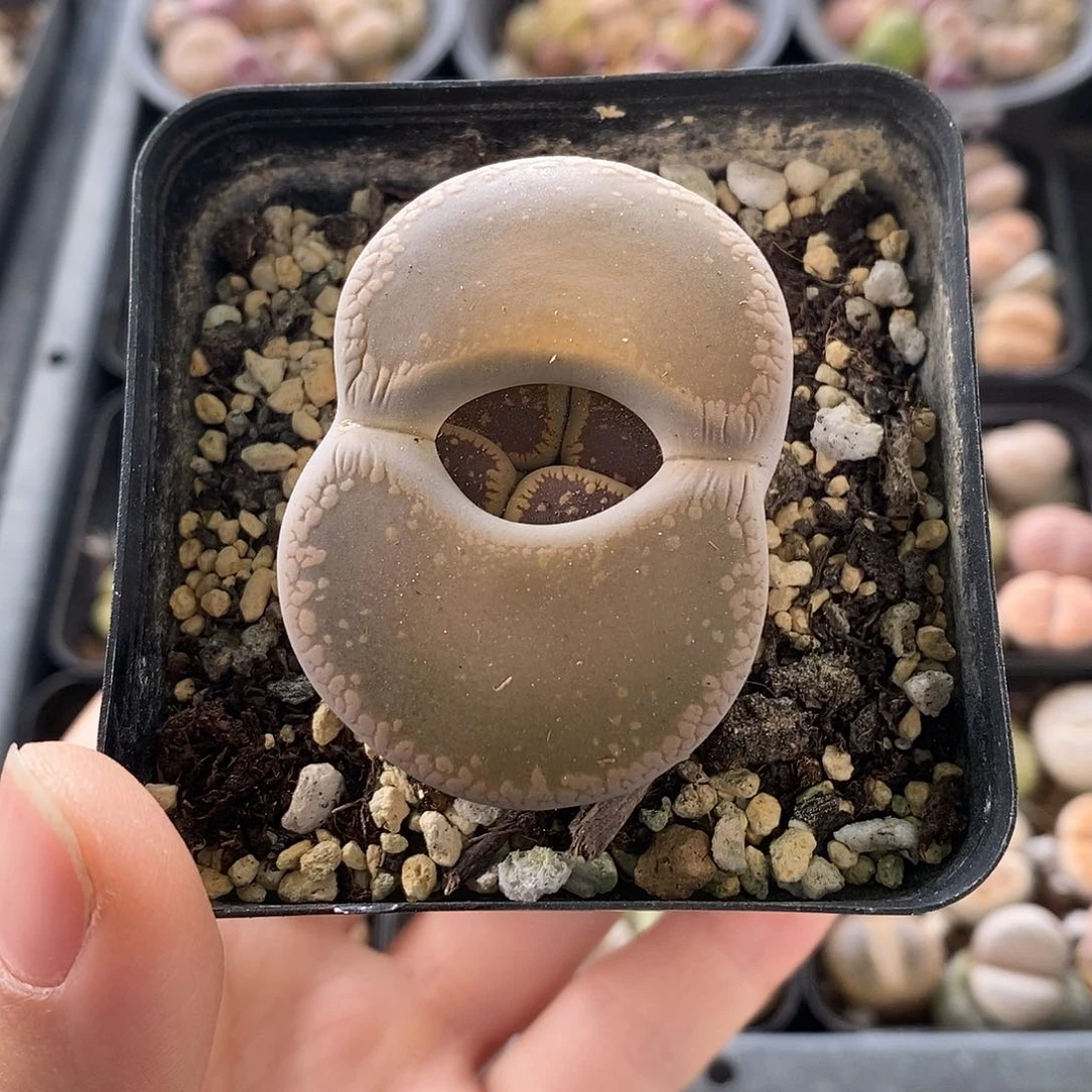 生石花 带盆土 675