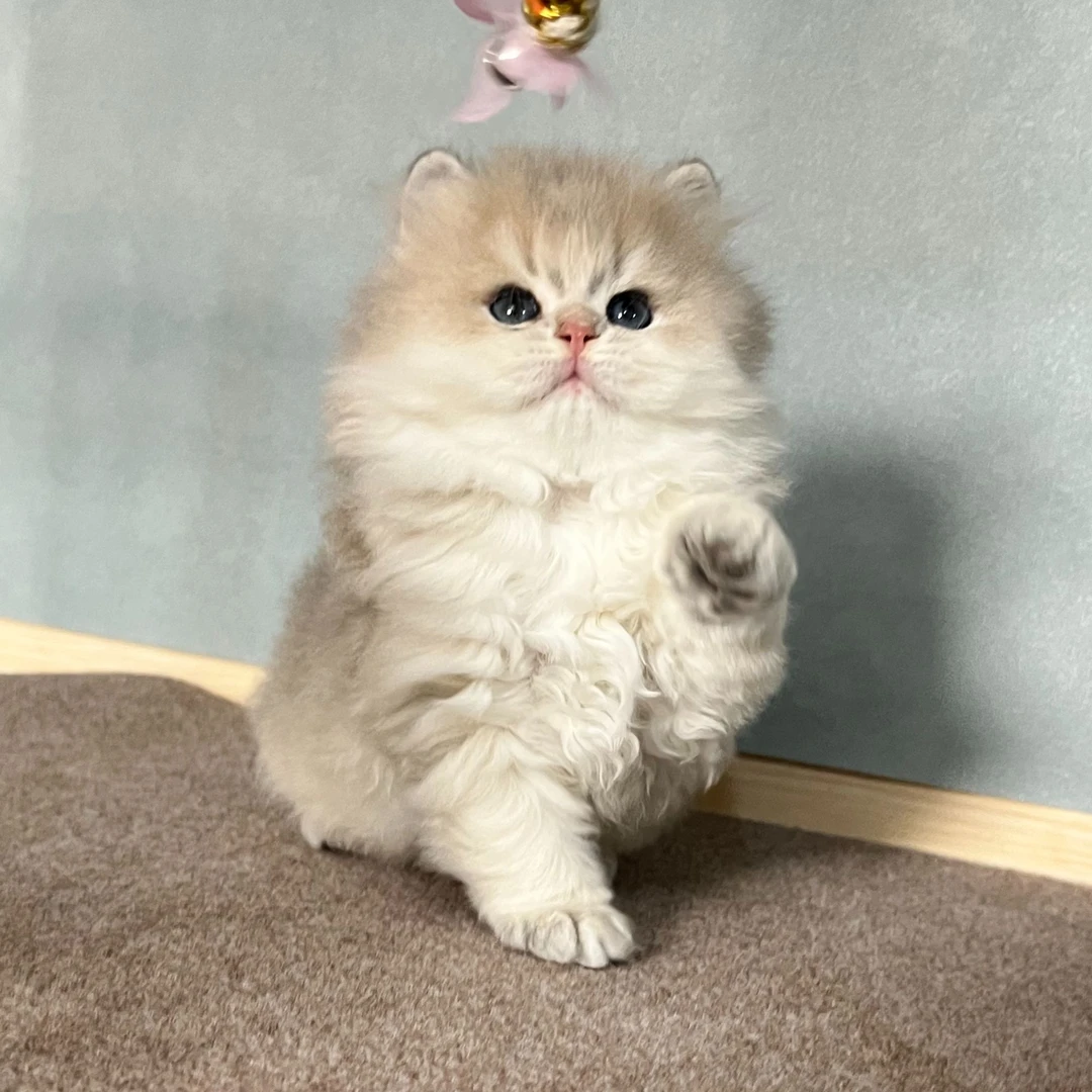 【三木猫舍】精品猫咪
