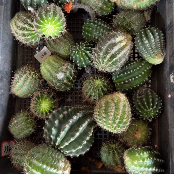 268无根侧牙2个3公分左右不好斑，20包邮