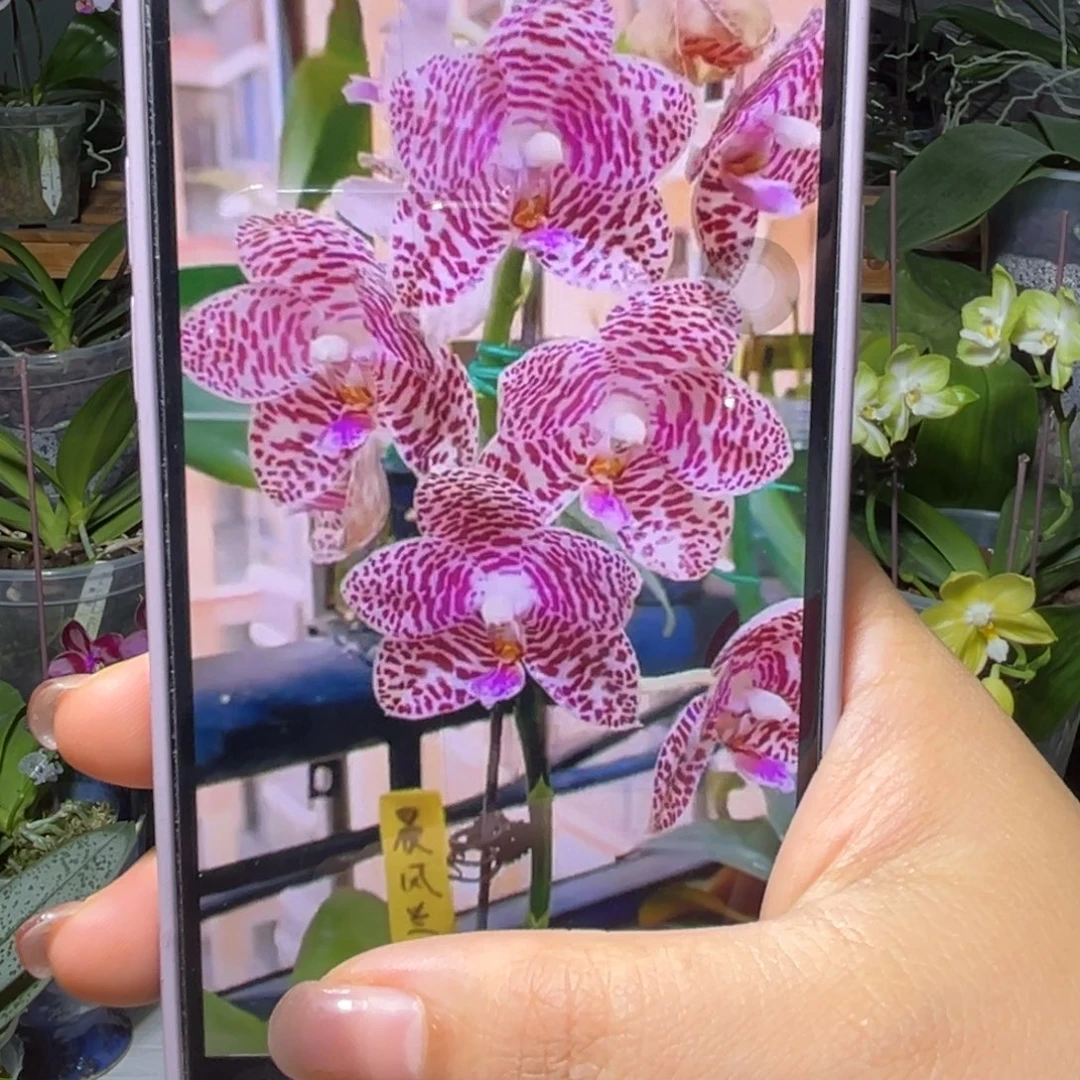 当前无花栽培后可以开花龙峰蝴蝶兰