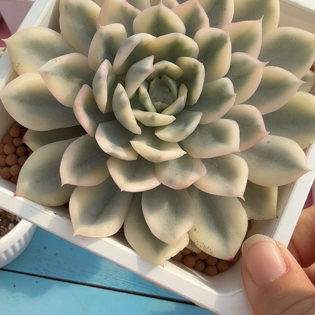 月亮仙子锦，多肉植物