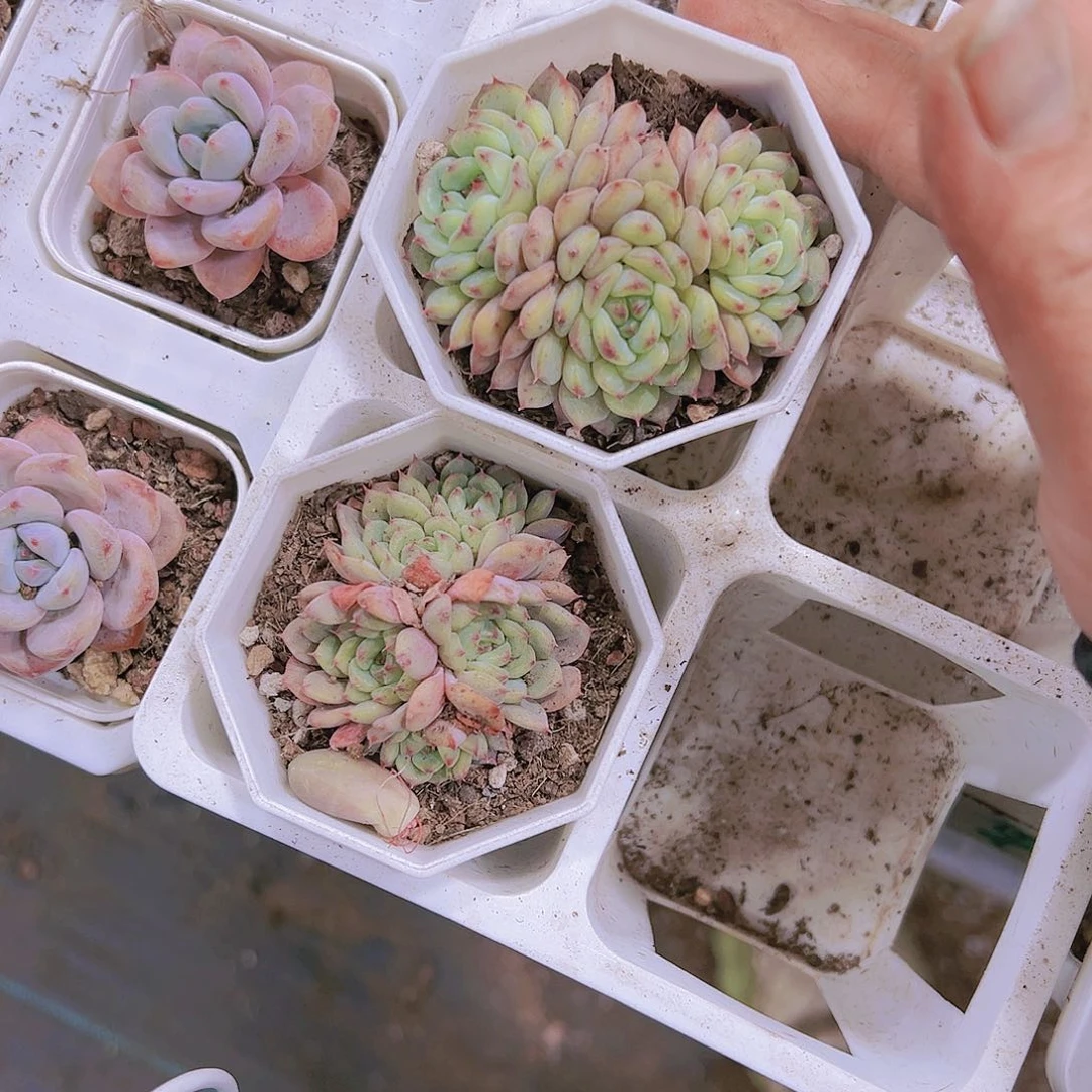 白胖子群生19包邮多肉