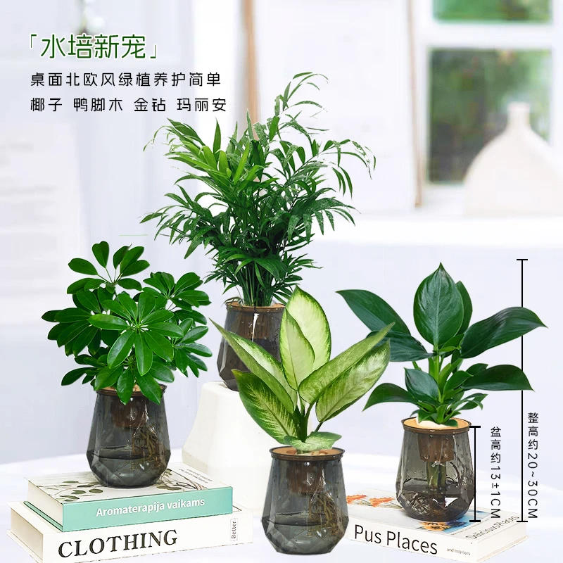 【买三送一】水培金钻富贵椰子鸭脚木玛丽安桌面室内美观绿植物