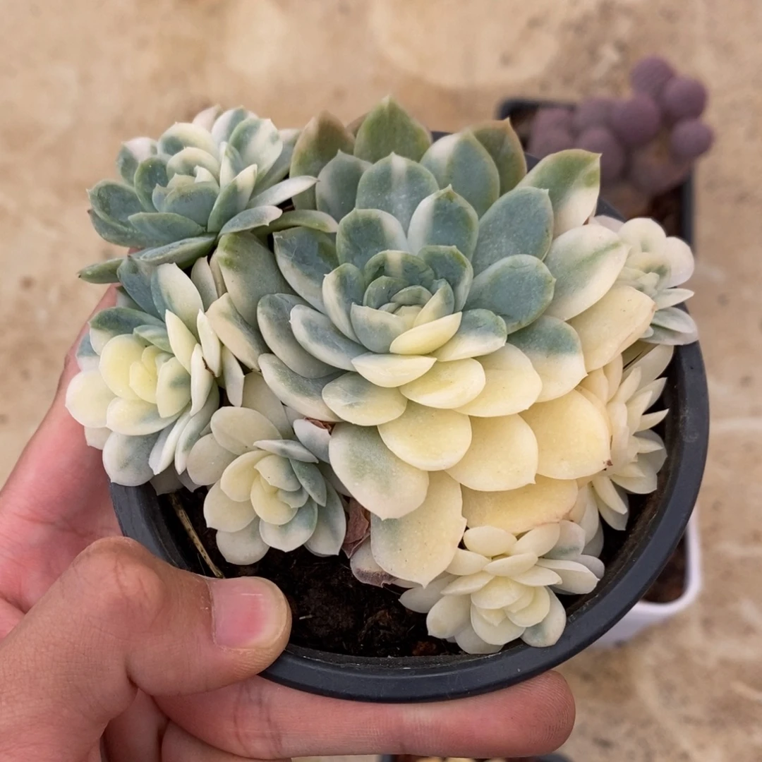 冰梅多肉植物7191