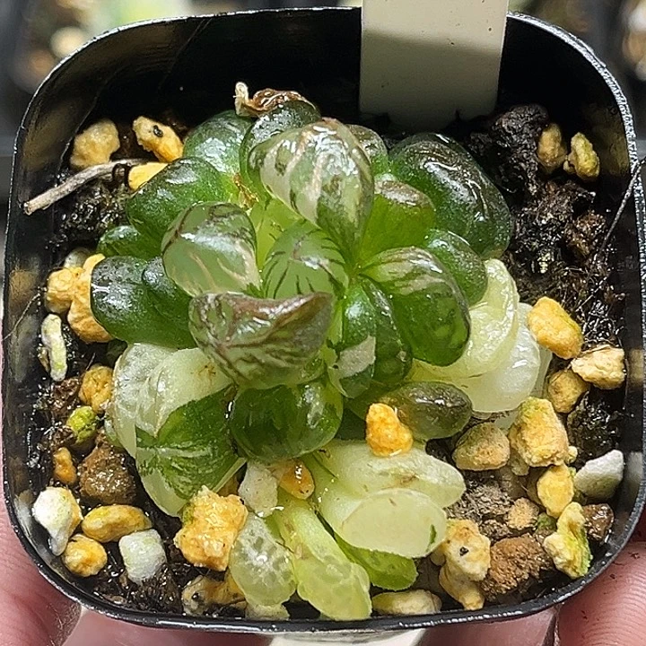 351群生红太阳玉露锦