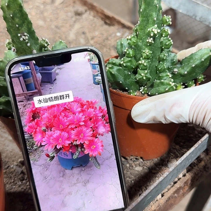 水仙情郎1111111111111