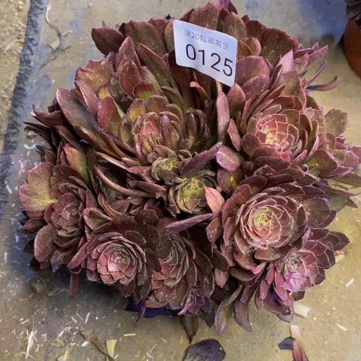 红丝绒多肉断头不包0125