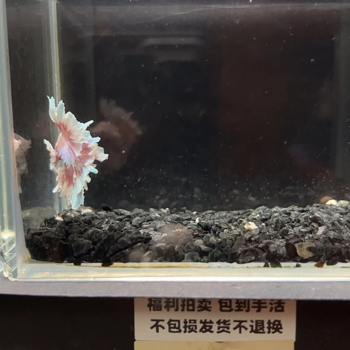 斗鱼竞拍跑单拉黑27日56