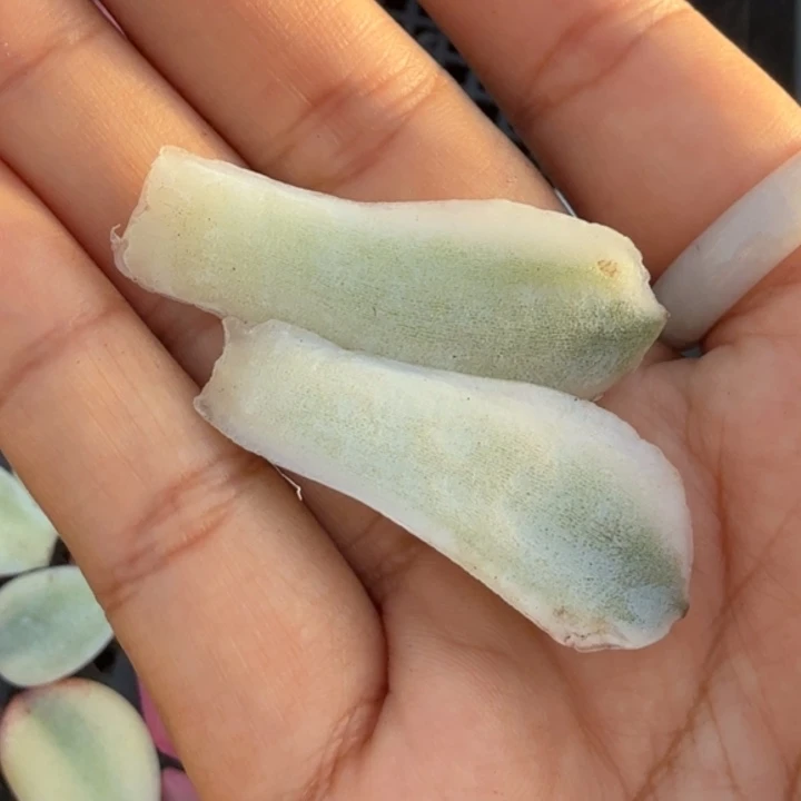 蓝丝绒锦一组叶片