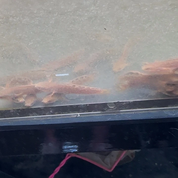 雷龙巧克力雷龙1111