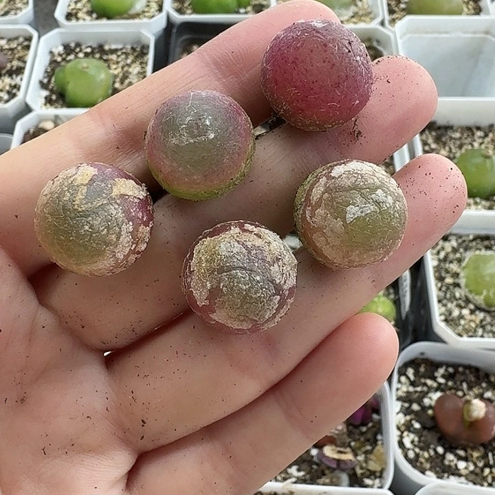 老马生石花1.7公分1302