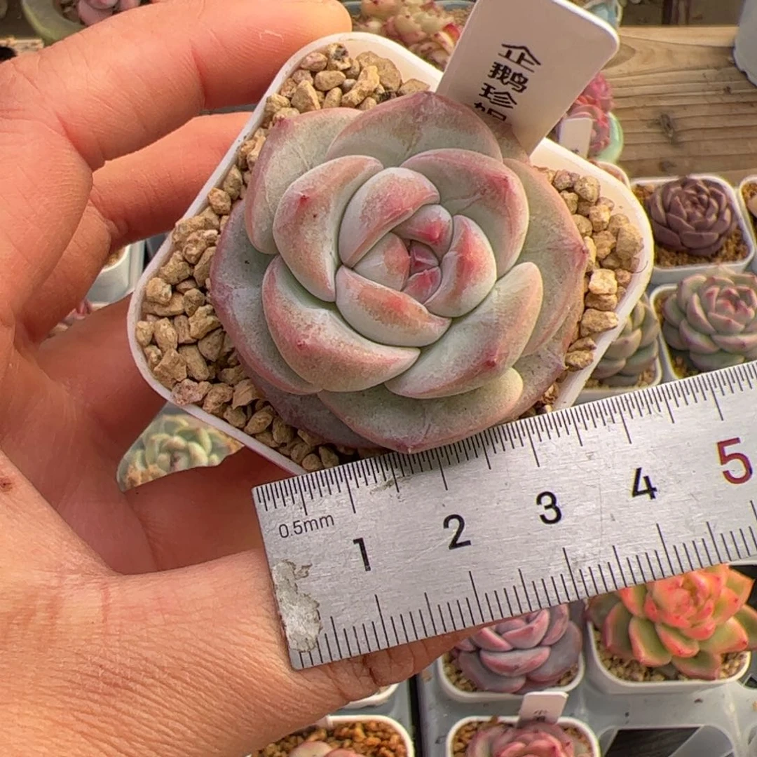 我****?307 多肉植物组合