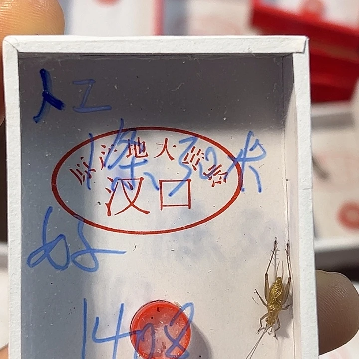 好***报蟋蟀蝈蝈我在外面吃饭呢