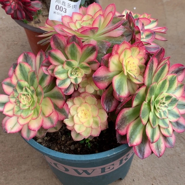 灌****?003万白多肉植物