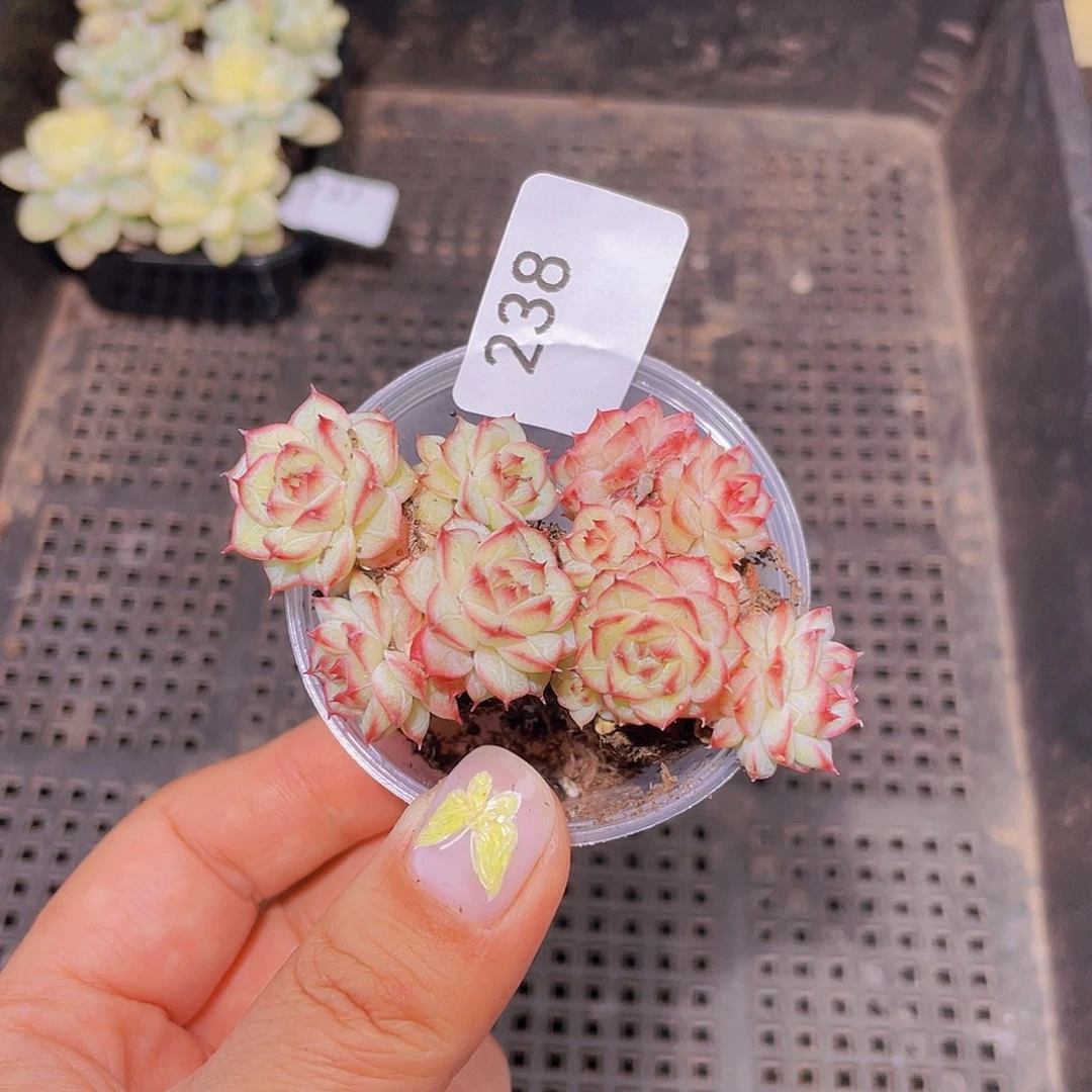 239。花朵海胆。 18 包邮