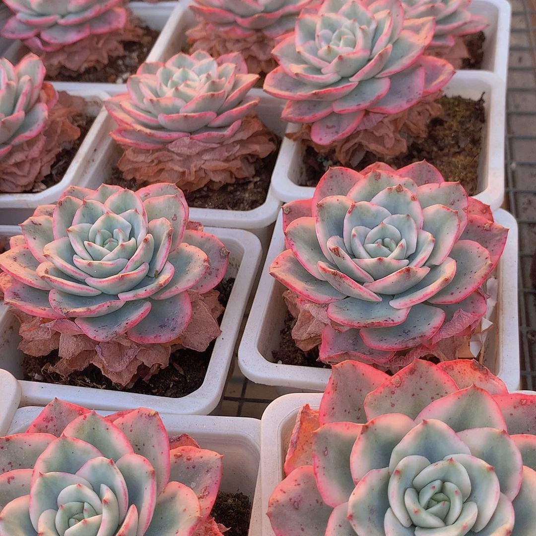 黄桃锦4567799900000