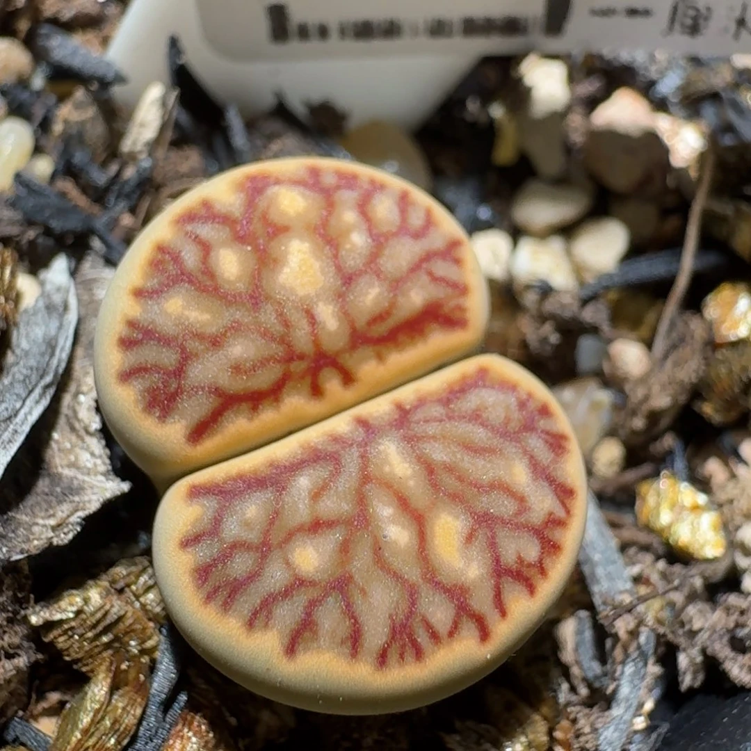 zz好看生石花便宜了1617