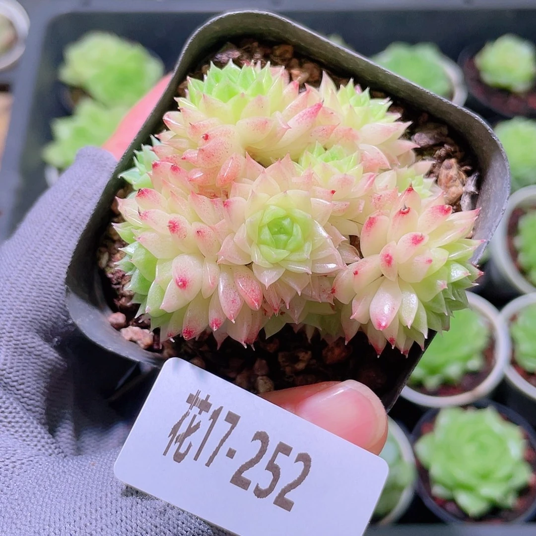 花利美17-252麦秆