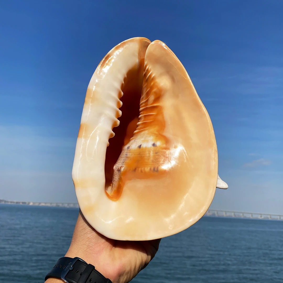 天然海螺贝壳四大名螺摆件标本收藏装饰居家摆景创意礼品鱼缸造景