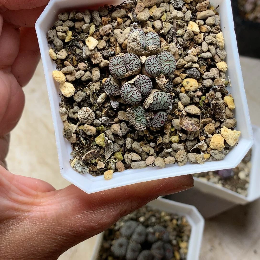 玄*兔W377多肉植物保护