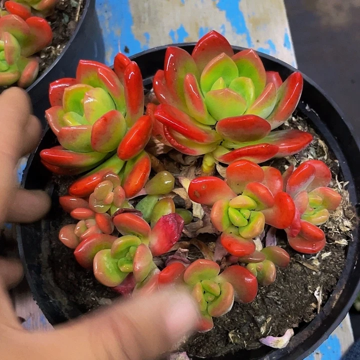 拉萨一物一拍哦哦哦哦哦