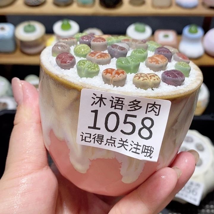 带盆土植物 精美盆栽1058