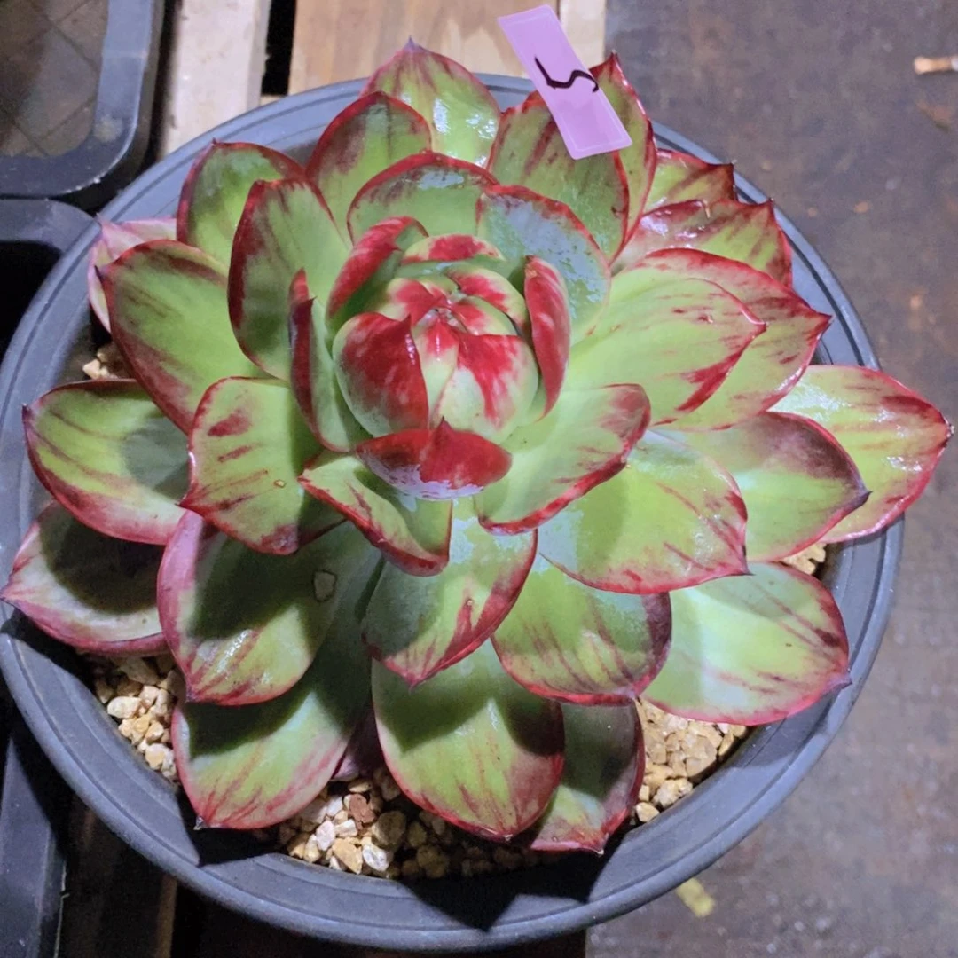 快***囚福利惊鸿5
