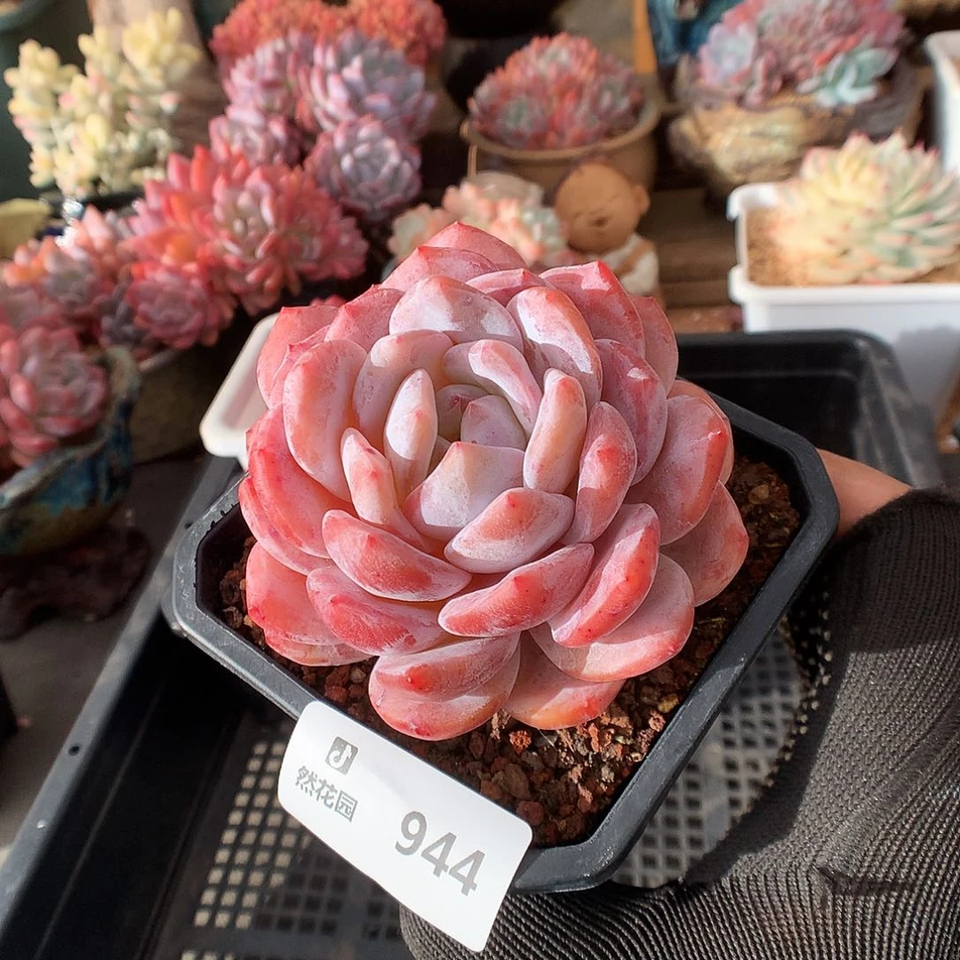 944雪天使多肉植物66666