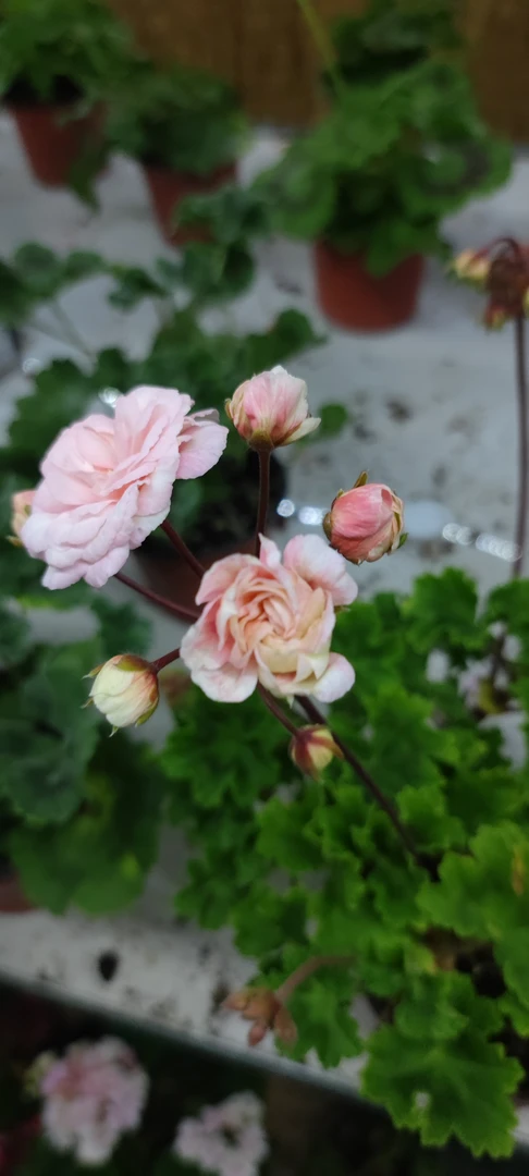 星系直立系勤花大花球天竺葵