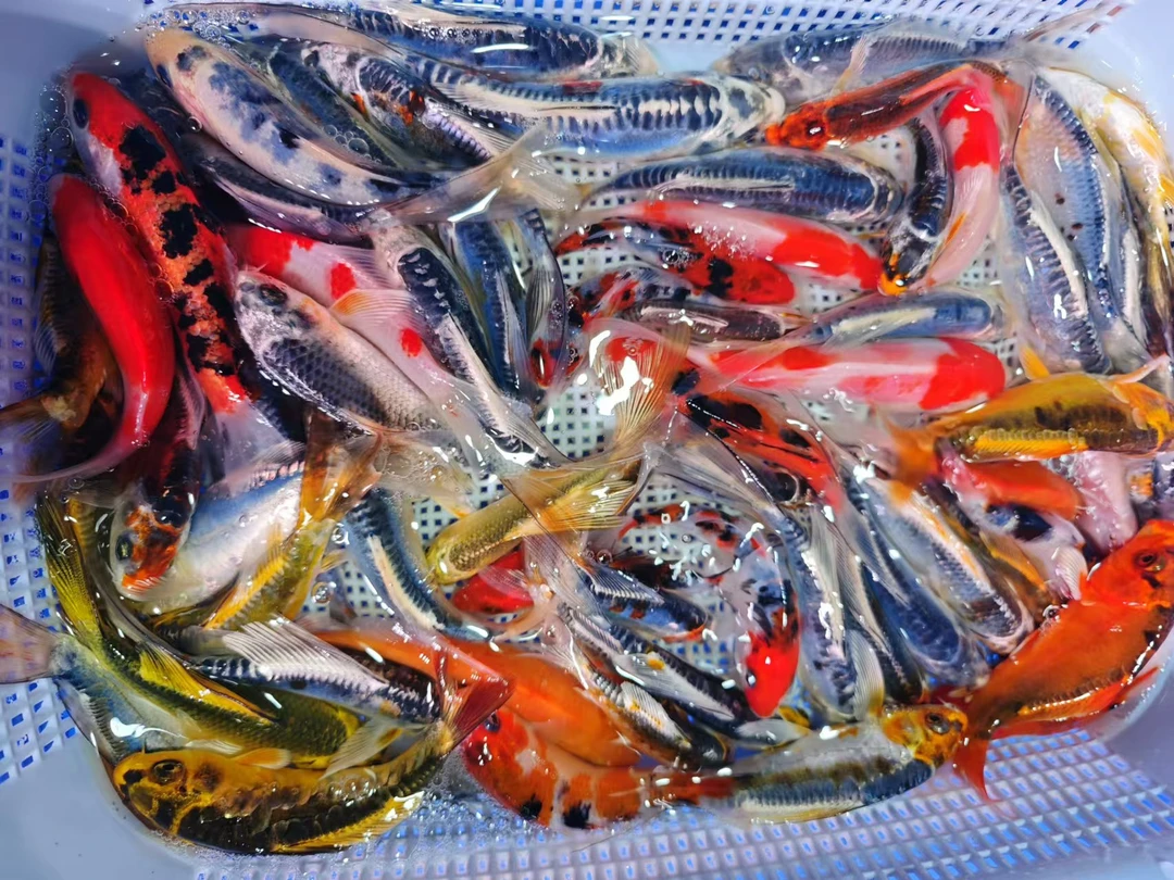 （24）随机10条混搭6-9公分精品冷水鱼