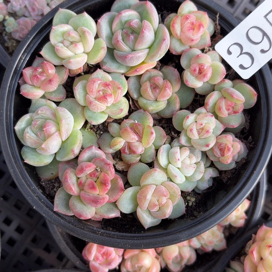 多肉植物多肉植物395