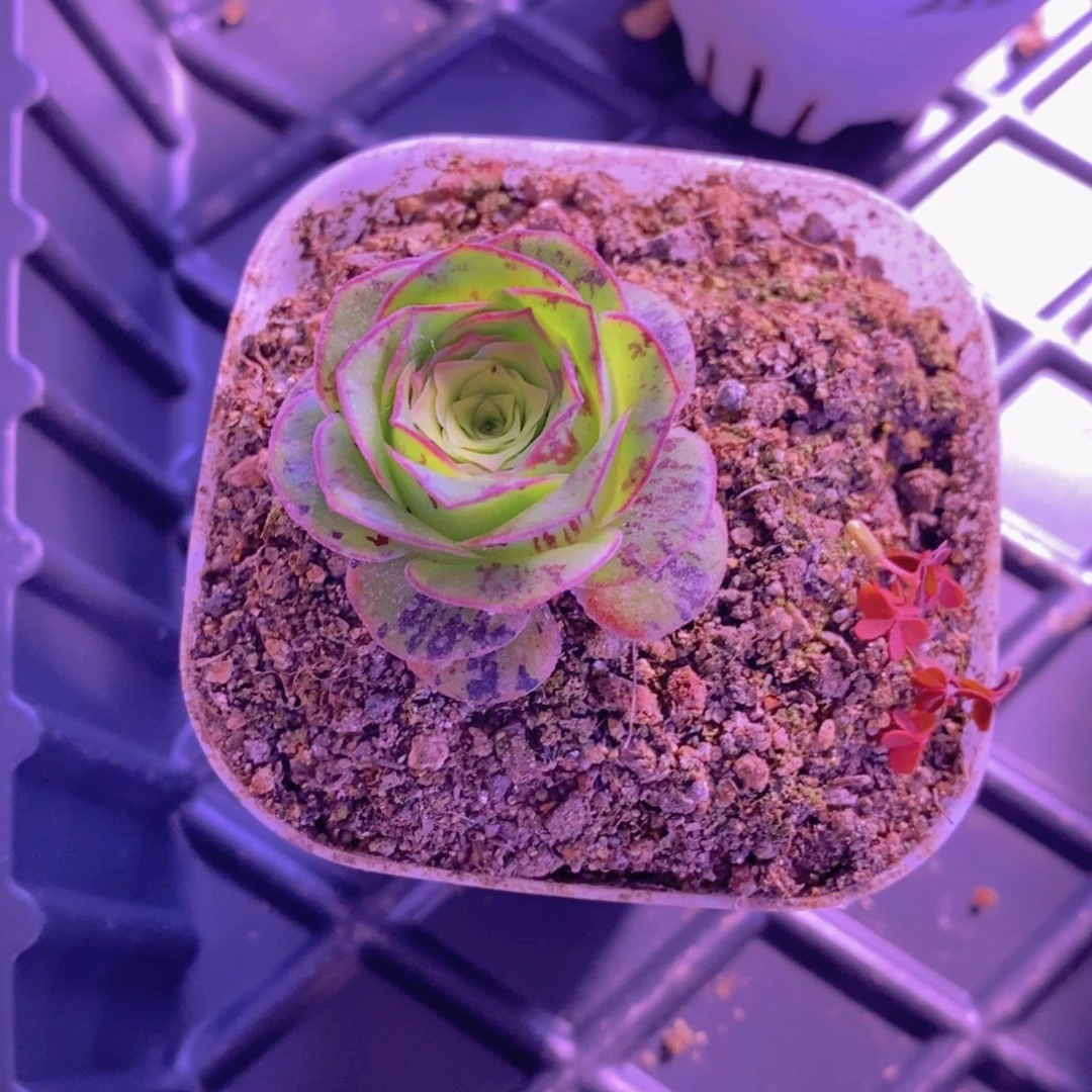 林***静山地玫瑰一物一拍188