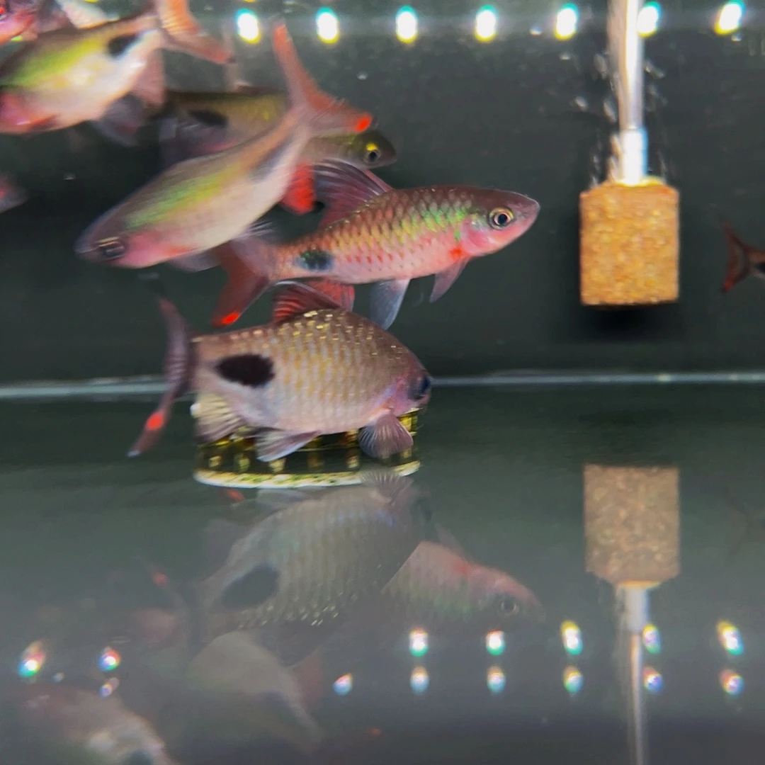 工具鱼克里10厘米1条