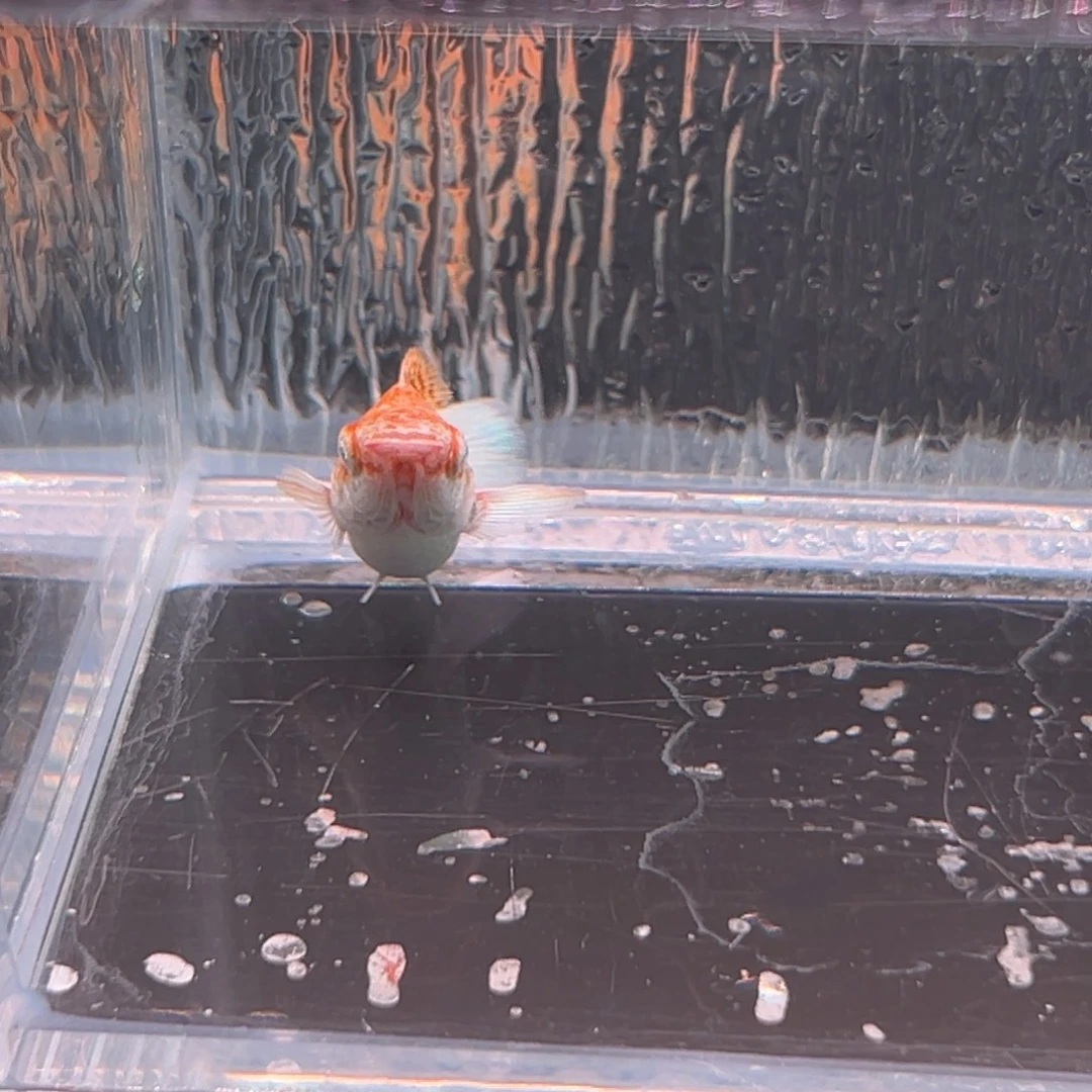 孔雀鱼玛丽崽一条