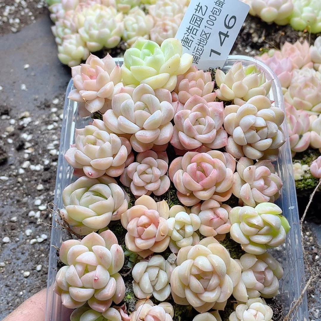 油糖一物一拍146