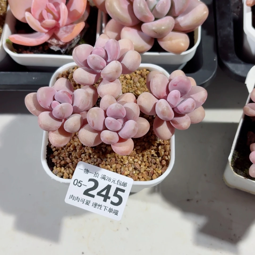 桃蛋无盆土发货无盆土无