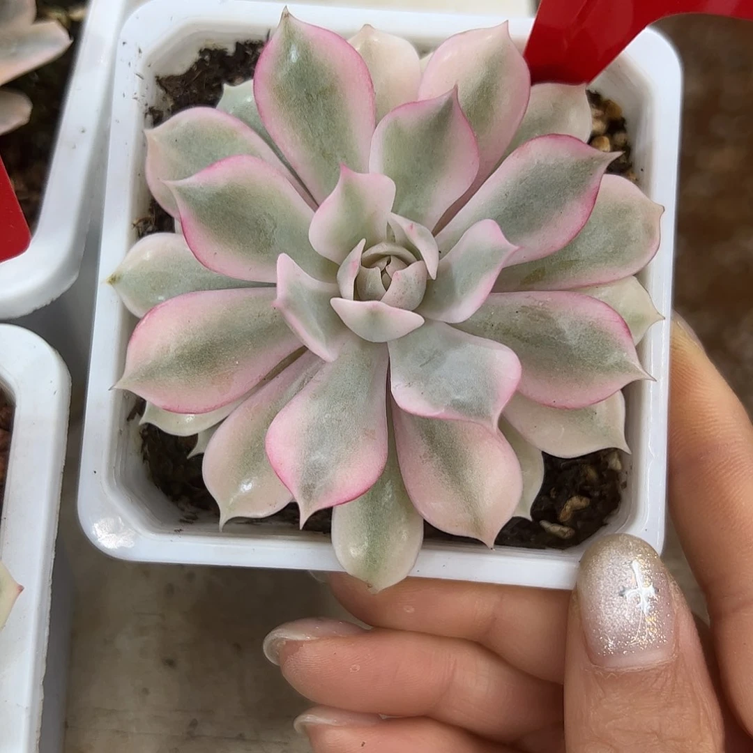 1957粉蝶锦多肉植物