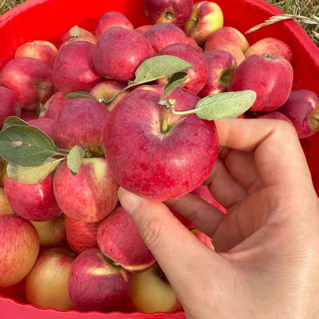 云南高原樱桃小苹果新鲜水果孕妇儿童水果现摘现发