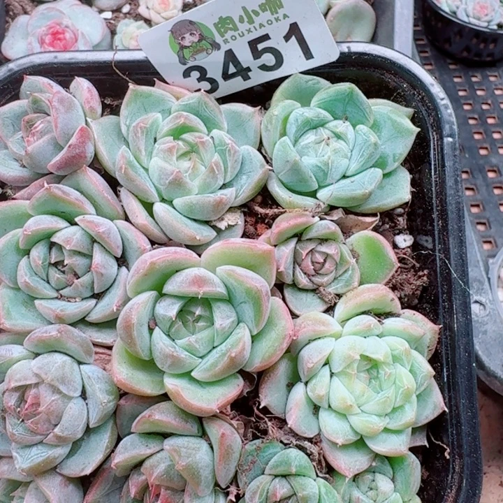 多肉植物多肉植物