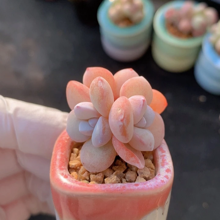 粉雪莲 3头 木质 满35 包邮