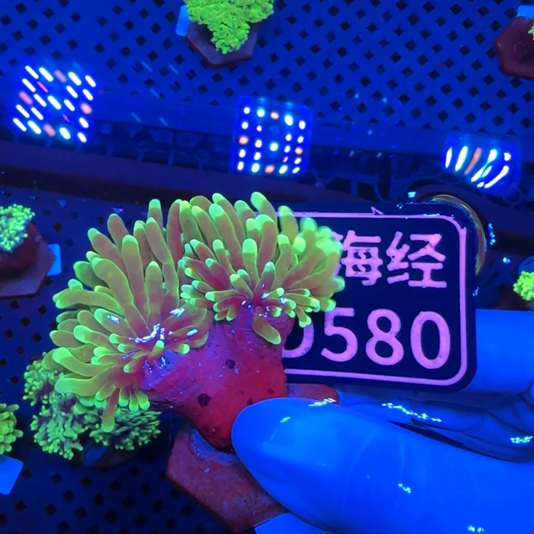 M***丶纽扣珊瑚又又不包邮露骨有伤仙本那霓虹金D580