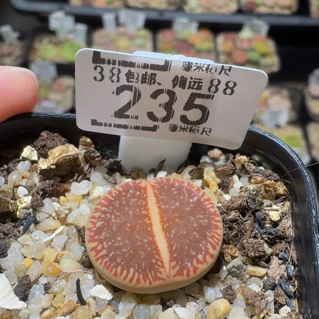 -***-Ssss精品生石花235