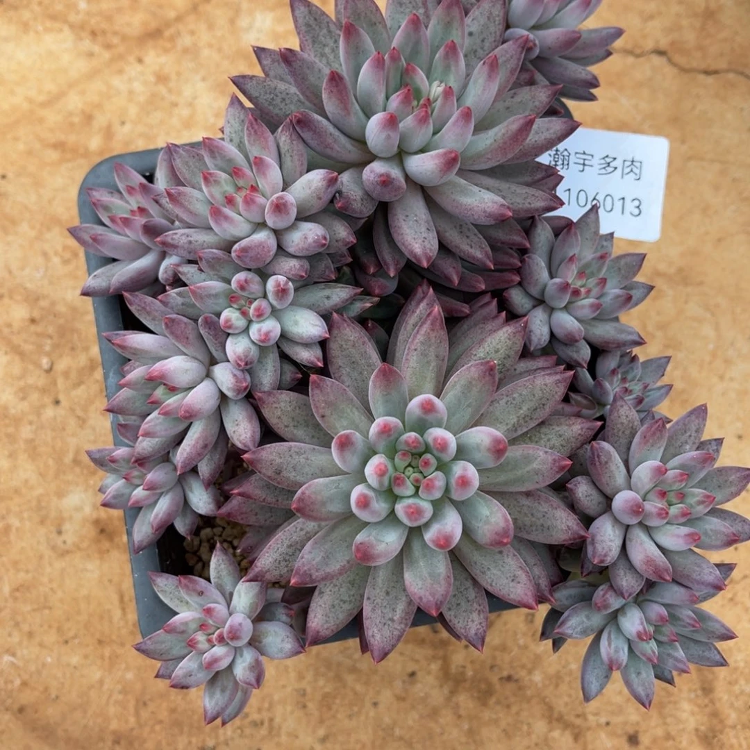 流沙虞美人中群多肉植物